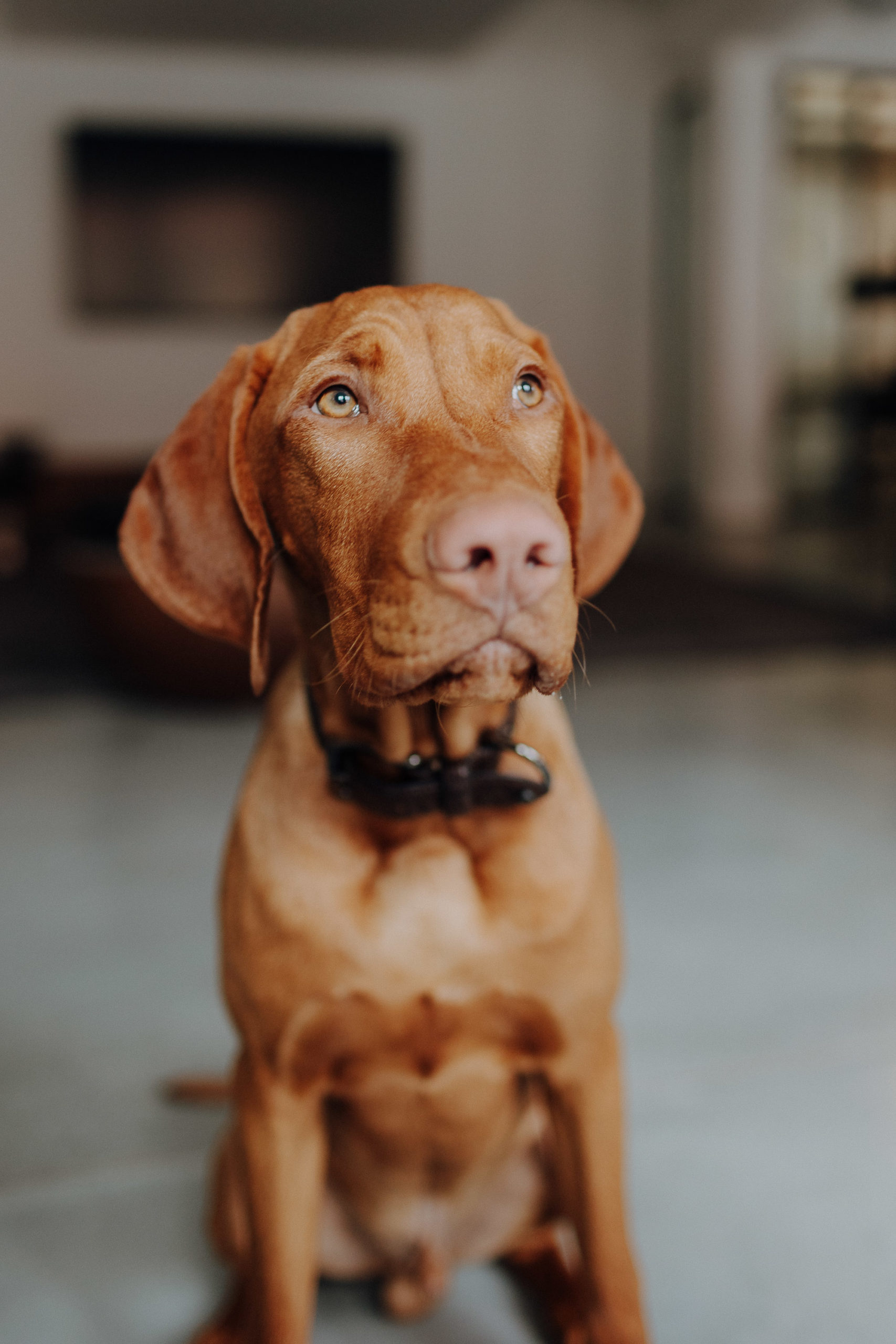 Magyar Vizsla, Carlos, Bürohund im Empfang