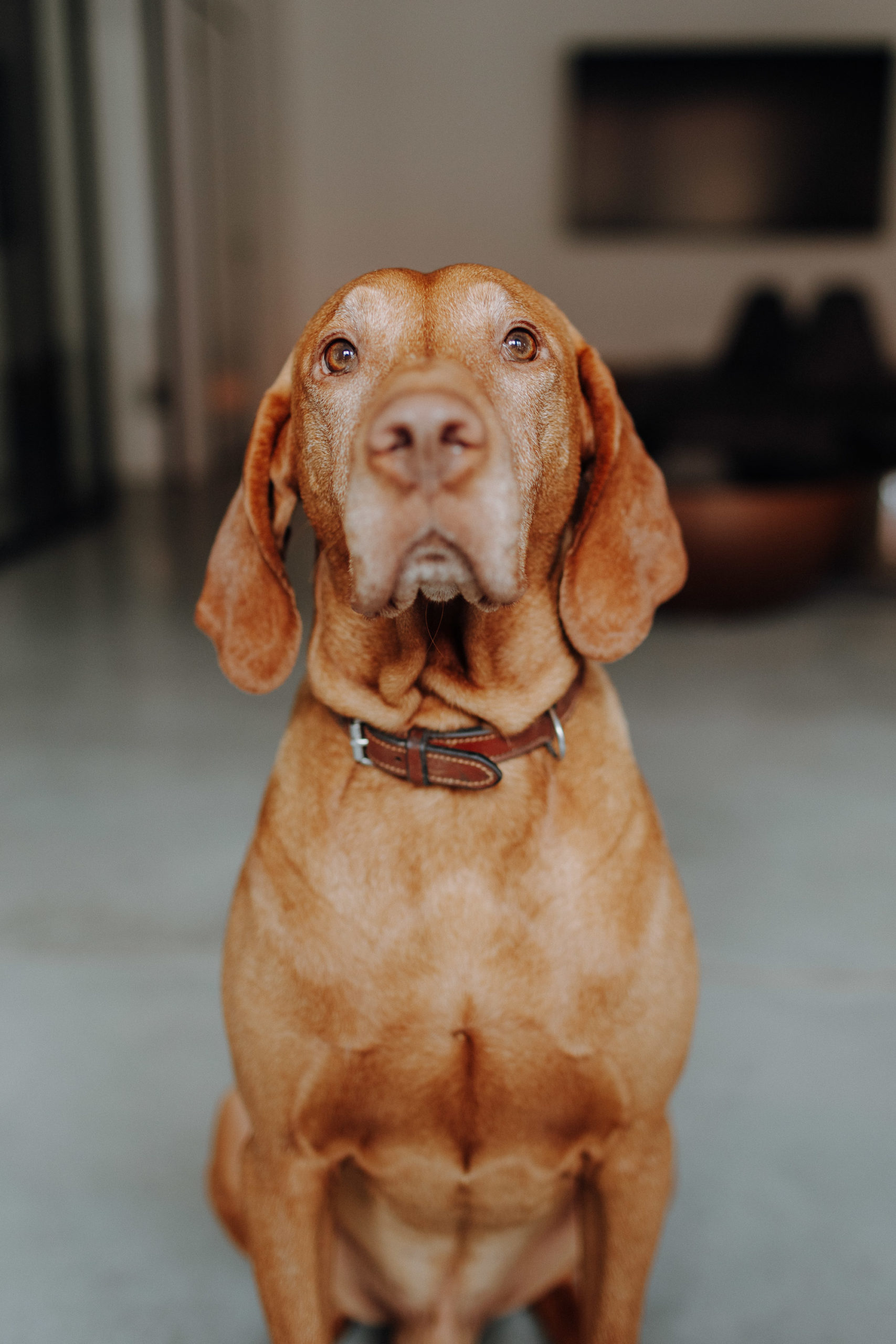 Magyar Vizsla, Levi, Bürohund im Empfangsbereich